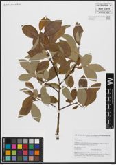 Foto von Salix caprea L.